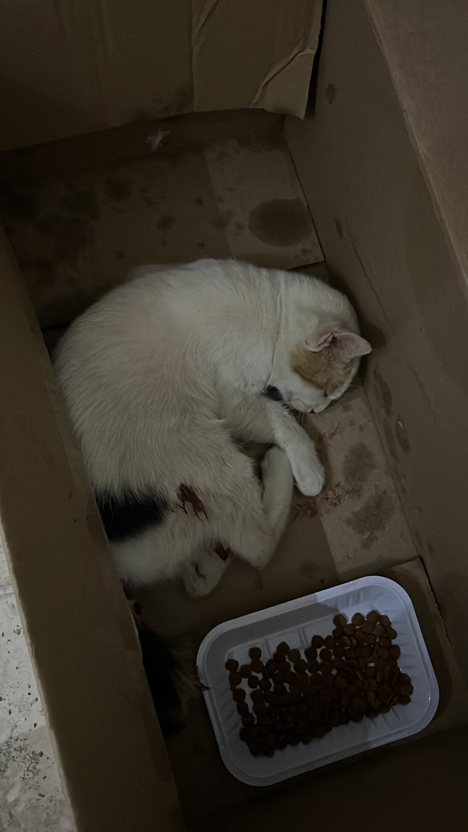 #انقاذ #قطط #الرياض 
قط مرمي بالشارع مدعوس بسياره ويده مكسوره يتألم يحتاج انقاذ عاجل انا ماعندي قدره ماديه ولا مكان له تكفون قبل يموت 💔الرياض حي طويق رقم التواصل 0571465825