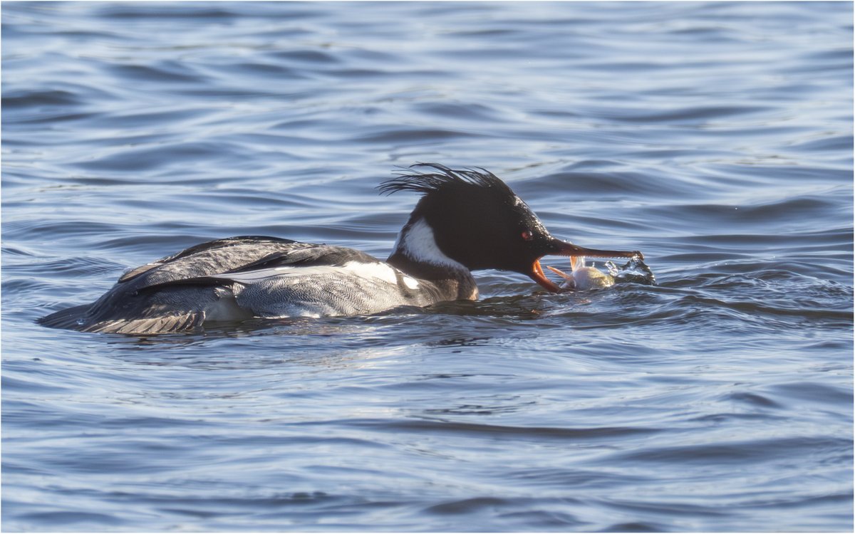 Tonydotlufc's tweet image. Red Breasted merganser at @StaffsWildlife Tuckleshome reserve today with @carolinelufc @WestMidsBirding