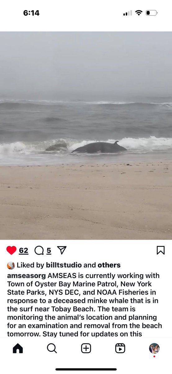 TheStonesEG's tweet photo. @SenWhitehouse You CAN NOT BE SERIOUS!?
10 Whales in 25 days you sick man. https://t.co/EcJaEU63SK