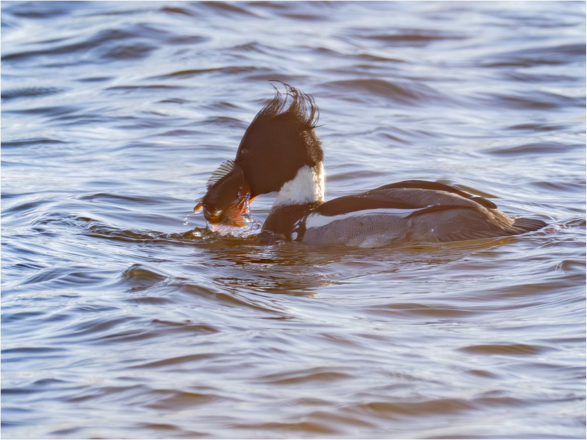Tonydotlufc's tweet image. Red Breasted merganser at @StaffsWildlife Tuckleshome reserve today with @carolinelufc @WestMidsBirding
