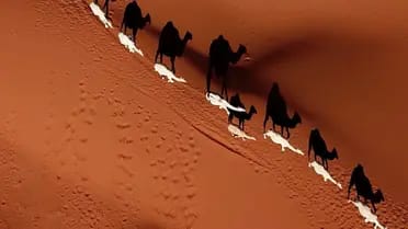 fahad_alkulaib's tweet photo. [ #كفاءة_وابداع ] المصور (#ماجد_العتيق_انموذجًا)يستثمر المصورون المحترفون في الكاميرات والعدسات ومعدات الإضاءة عالية الجودة والأدوات الأخرى اللازمة لالتقاط صور #استثنائية  تلامس الإبداع والخيال. تتيح لهم هذه الأدوات المتخصصة إنشاء صور بجودة فائقة ووضوح وعمق  ويبقى #المصور هو محور الجودة العالية والاتقان في جماليات التقاط #الصورالجميلة وتجسيدها و التى تبقى عالقة بالذاكرة الحية ولايمكن أن تنسى ابدًا، ولعل عدسة المصور الصديق المبدع ابن #الزلفي الشاب #ماجد_بن_عبدالرحمن_بن_صالح_العتيق والذي انوه عنه اليوم  وهويستحق التنويه والاشادة والتكريم ، وهوأحد المبرزين الهواة  المبدعين إذ يتحفنا بعدسته الساحرة  بين الفينة والفينة كهاوي محترف #بصور عن محافظتنا الغالية #الزلفي  غايةً في الروعة والجمال والخيال،ويخصنى مشكورًا بين الوقت والآخر بأرسال صور منتقاة من عدسته في غاية الروعة والجمال والأبداع أكٌثر التأمل والتغزل بها والتي تظهر جوانب متنوعة التفاصيل ومن أماكن وزوايا مختلفة منها الصور الجوية والأرضية ومنها الليلية والنهارية ومنها مايلُتقط مع بزوغ الشمس واشراقتها ومنها مقاطع الفديو وهي في مجموعها تُعبر تعبيرًا لافتًا عن جماليات سحر هذه العروس الفاتنة التي سحرت القلوب قبل العيون ،والتي تعجز عن وصفها الصور والكلمات ،ووصف جمالها المأتلق،وهي تكشف عن موهبة بل مواهب واعدة تحتاج الى التشجيع  والدعم، وادعوه  هو وزملائه المصورين المبدعين لإقامة معرض لعرض تلك الصور التي التقطها بعدسته والتي تصل إلى المئات  من الصور بالإضافة الى الصور التي التقطها زملائه من المصورين في المحافظة والتي تصل إلى الآلاف  من الصور  ،وأن تكون لهم جمعية خاصة بهم تنظم وتصقل موهبتهم وتوفر لهم كل مايحتاجونه من أدوات،وصدق الشاعر المخضرم #عبدالله_الدويش_- رحمه الله- عندما جسد محافظته #الزلفي شعرًا إذ انشد يقول:-[اظن مايحتاج ناصف لك الدار 
ماقف طويق حي هاك الديارا
شرقيها ضلع كما المزن ظهار
وغربيها من نايفات الزبارا]
و #الزلفي جوهرة  من اللؤلؤ  المكنون في قوقعة محارة مزدانة  بكل تفاصيلها ومعالمهاوفي كل الأوقات والمواسم و الفصول من أيام السنة ، وهذا أقل ما يمكن ان توصف به #الزلفي وتستحق هذا بل وأكثرمن ذلك، فهي المحافظة التي ولدت من رحم الصحراء جنة خضراء تشيع سحرًا وجمالاً وابهارًا، حتى فتنت كل من نزلها وراءها وزارها وتولع بها، حتى أصبحت اليوم مدينة ساحرة تنبض بالحياة لأهلها ولزوارها ،واليوم تبدع عدسات المصورين من أبناء محافظة #الزلفي  المبدعين وسوف افرد لهم تغريدة خاصة بعد اكتمالية تقصي أسماؤهم جميعًا وحصرها لكي لا انسى أحدا منهم،ومن بينهم الصديق المبدع الذي لفت الانتباه في المشهد #ماجد_العتيق - والذي أشبه عدسته كمن  يستخرج اللؤلؤ من المحّار الموجود في قيعان المحيطات !!!،وأقول هنا من حبات الرمال  لعدم وجود المحيطات #بالزلفي ،حيث يبدع في أخراج هذه  #الصور لنا وكأنه يغوص  ويخرجها من المحار  ولقد شرفني و زارني في منزلي با #الزلفي واهداني مجموعة لعدد  من الصور- واشكر له #هديته الجميلة  التي التقطها وانتقاها لي لصور من #الزلفي سيكون لها مكانًا  أثيرًابارزًا في منزلي بمحافظة #الزلفي