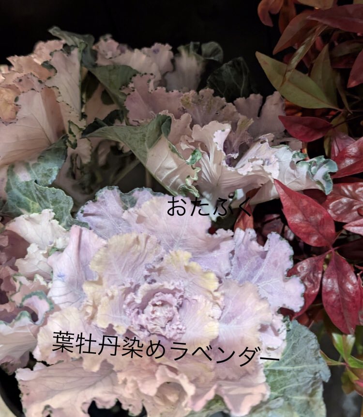 Miyablooming's tweet photo. 昨日購入したのはアネモネのミストラルホワイトブラックセンターです✨
めちゃくちゃ可愛くて大好き。
昔は日本には入って来なかったのよこの子。憧れてた。
あとこのはぼたんの染めラベンダー、色が可愛い過ぎる。
今年はひゃーという程、お花価格が高騰しましたね😭燃料肥料が高騰、あと夏の暑さ。 https://t.co/nybOWTnKUE