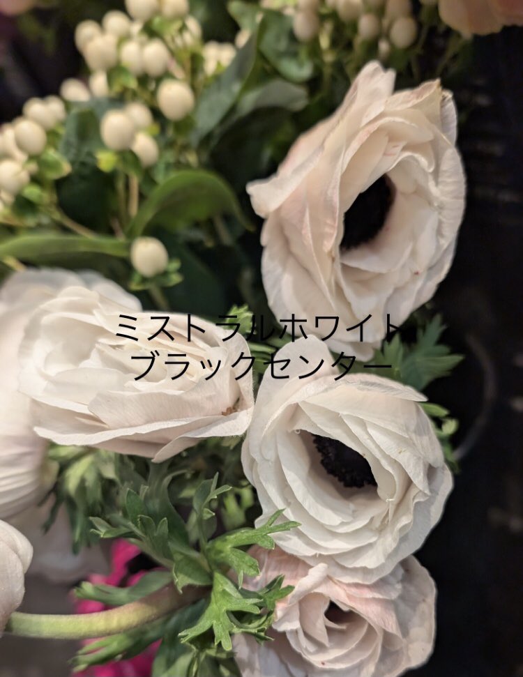 Miyablooming's tweet photo. 昨日購入したのはアネモネのミストラルホワイトブラックセンターです✨
めちゃくちゃ可愛くて大好き。
昔は日本には入って来なかったのよこの子。憧れてた。
あとこのはぼたんの染めラベンダー、色が可愛い過ぎる。
今年はひゃーという程、お花価格が高騰しましたね😭燃料肥料が高騰、あと夏の暑さ。 https://t.co/nybOWTnKUE