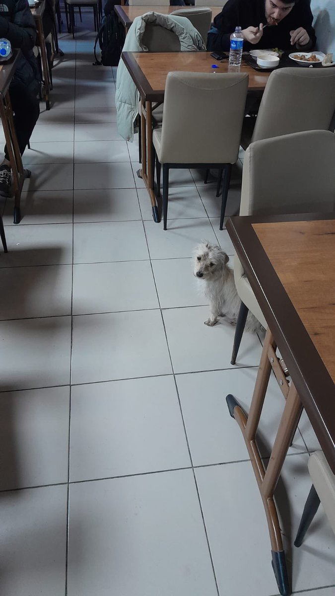 Burdur’da kim var çok acil lütfen. Her yer kar donanmamak için yurdun yemekhanesine girmiş ama kovuyorlarmış. Orada korumaya alacak kimse yok mu yuva buluruz lütfen 😔🙏