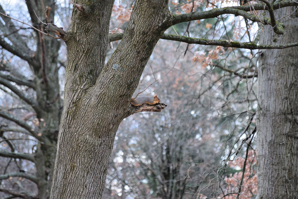 NeonTumbleweed's tweet photo. The weather yesterday in Pittsburgh (63°F/17°C) was warmer than in Las Vegas 😮 It was a lovely day for a walk in the park, and I even got some photos for the #AlphabetChallenge #WeekZforZoom  I zoomed in to see what this eastern gray squirrel was up to, before it zoomed away! 🐿️ https://t.co/LiWKIxJlNn