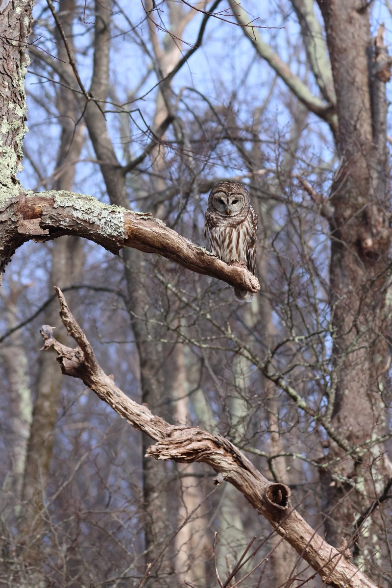 An incredible #wild encounter! A very calm and flirtatious #barredowl 🦉has let me photograph it from all angles! 
A true gift of #nature 💚
 #strixvaria #shenandoahnationalpark
#virginia #usa #wildlifephotography #birdwatching #canonr7