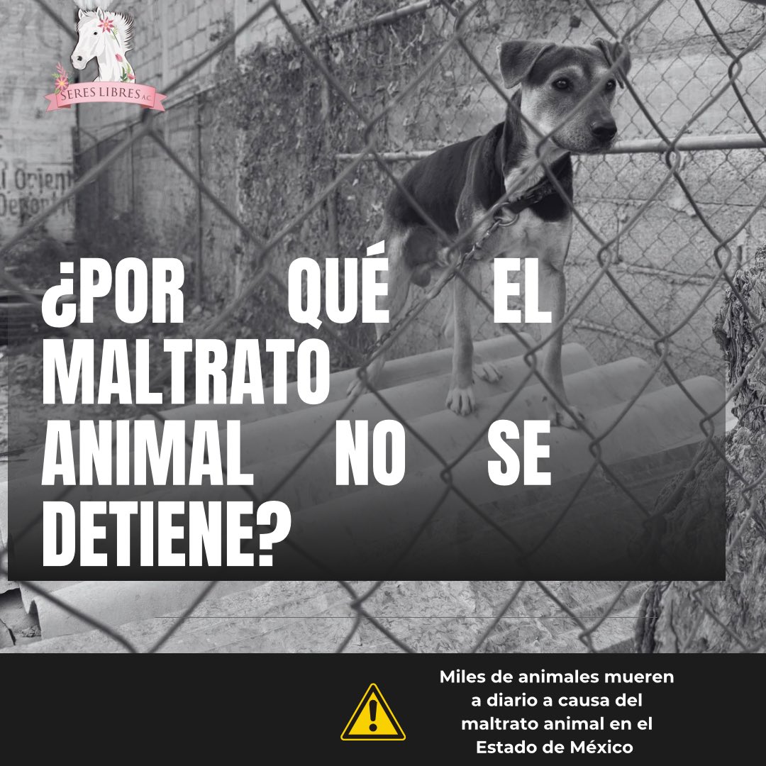 sereslibres_mx's tweet photo. Hilo 🧵 1/5: Y antes de que termine este 2024 haremos una evaluación sobre los gobiernos y su trabajo en el tema de protección animal. ⚠️

Empezaremos por el dirigido por @delfinagomeza  quien se ha empeñado en realizar shows mediáticos y eventos, en donde invitan a Asociaciones y protectores a aplaudir y así aparentar trabajar a favor de los animales. ❌❌❌❌

El Estado de México es uno de los más violentos y con mayor índice de casos de maltrato animal ����, no solo por las decenas de Municipios y pueblos que lo conforman sino por las prácticas aberrantes que aún están arraigadas, por la enorme impunidad, por las autoridades incompetentes que NO trabajan y por la falta de interés de quien está a la cabeza🚨

Ahora no solo @propaem_sma es absolutamente INEFICAZ, hoy también tenemos a una institución @CEPANAF (CEPANAF) que en lugar de velar por los bosques y parques, se dedica a organizar los aplausos a la Gobernadora Delfina. 

Nos entristece saber que los animales no tienen quien vele por ellos dentro de este gobierno. Peor aún que les resulte más fácil fingir, que ayudar a los animales que TANTO lo necesitan.

Exhortamos a la maestra Delfina a esforzarse por defender realmente los intereses de esos animales que dice amar. La invitamos a leer las recomendaciones que hacemos en este post y esperamos que este año 2025 su percepción de lo que es mejor para los animales dejé de basarse en los aplausos. ‼️‼️

La sociedad es capaz de aplaudir por sí sola, siempre y cuando veamos resultados y que a los animales que tanto defendemos se les de voz y no sólo sean usados. 😭
No podemos ser indiferentes ante esta situación, y tal vez nuestras peticiones y la forma nos hagan ser odiadas por muchos gobiernos. Pero les pedimos que por favor se acerquen a muchas buenas personas que pueden orientar su gobierno sobre las mejores políticas públicas que SI DEJEN UN CAMBIO. ✅

#Edomex #DelfinaGomez #maltratoanimal #news #CEPANAF #mentiras #nuevoaño