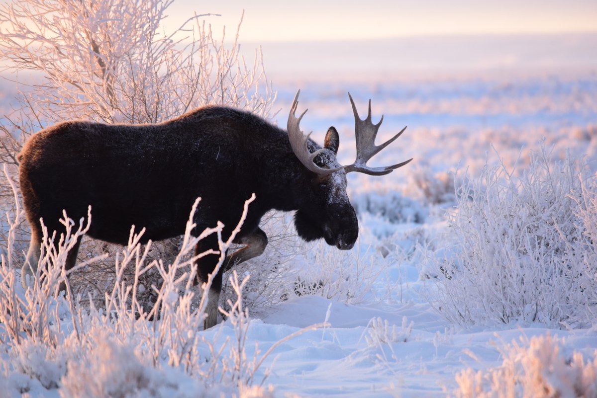 Interior's tweet photo. Surrounded by a cathedral of frost, a moose at Seedskadee National Wildlife Refuge settles down after a breakfast of browsing cottonwoods. The Wyoming refuge protects a mosaic of riparian, wetland and upland shrub habitats along 36 miles of the Green River.   

Photo by @usfws https://t.co/DOCujQYc3C