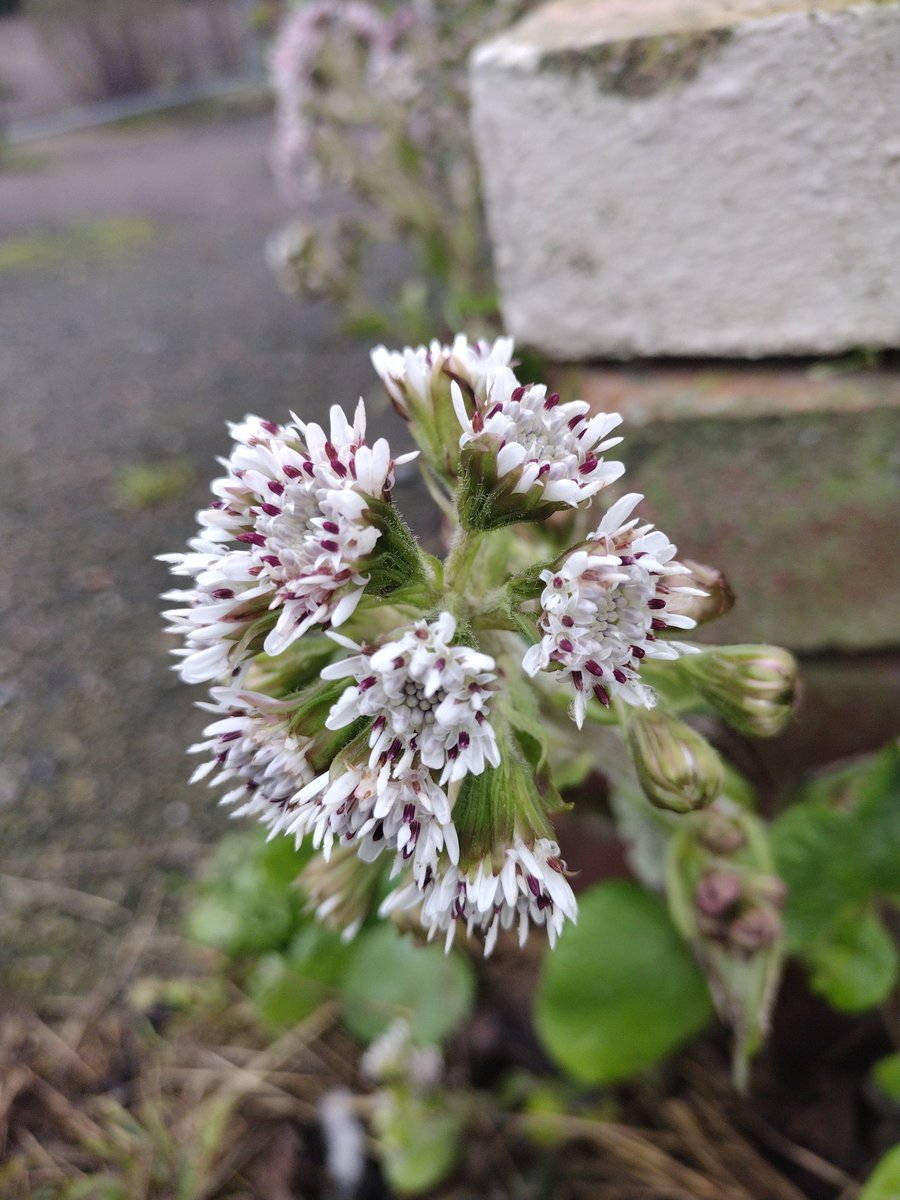 Debbie Alston tweet media