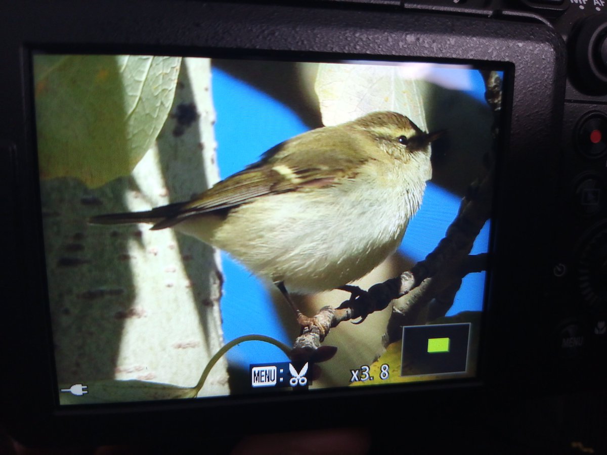 Mosquitero Bilistado (Phylloscopus inornatus) que tenemos la suerte de poder ver éstos últimos días de 2024 por Madrid  #mosquitero #inornatus #aves