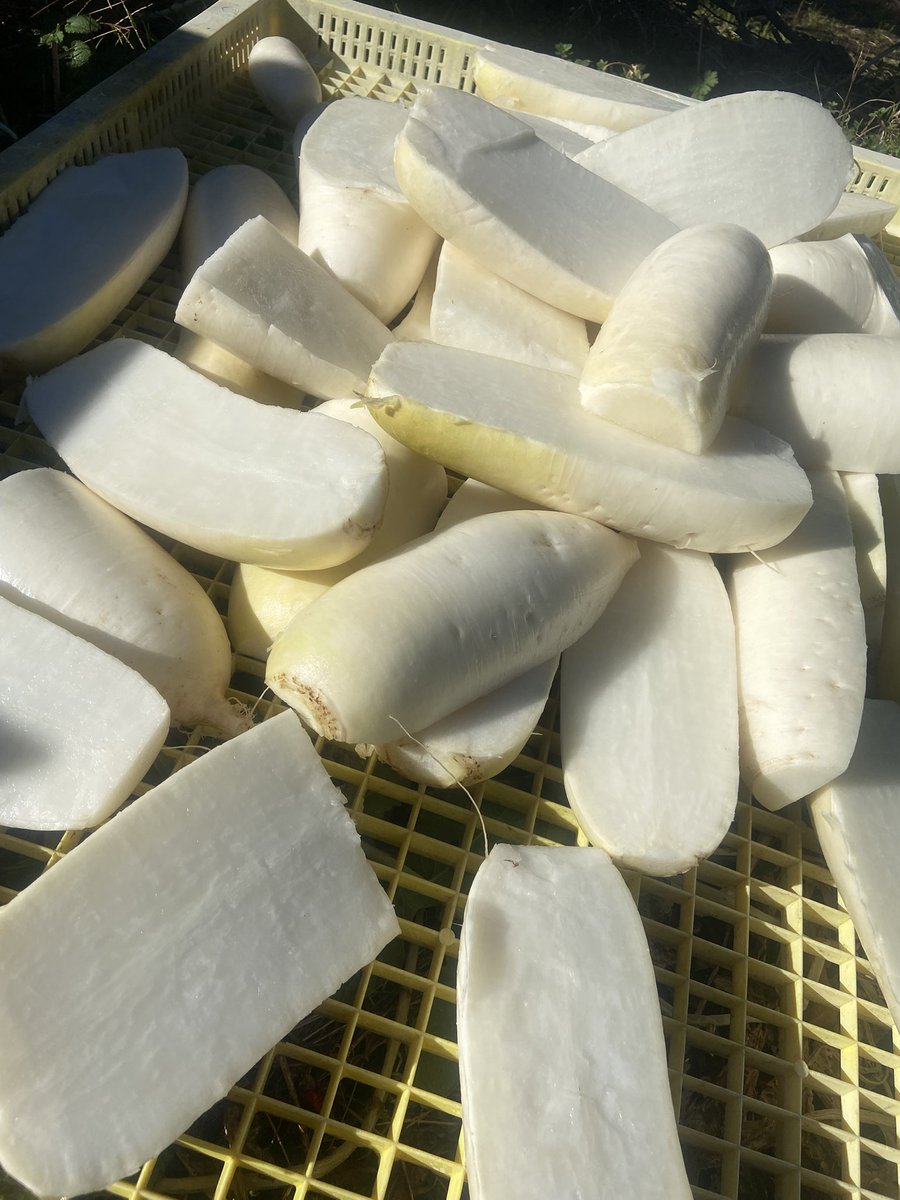 年末の恒例行事😆
大根の酢漬け作り🥰
美味いんよね😋