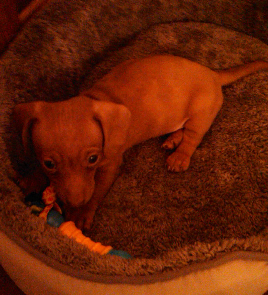 joshuarhicks's tweet image. Sleep now, our sweet prince. 🐾💔

Rest In Peace, Dexter (@DexDoxJax)
(October 31, 2010 - December 26, 2024)

Dexter crossed the 🌈 bridge at home on Thursday. Words can’t describe the grief we are feeling. He was our best friend. He’s at peace. Daddies love you, Dexy. Always. ❤️