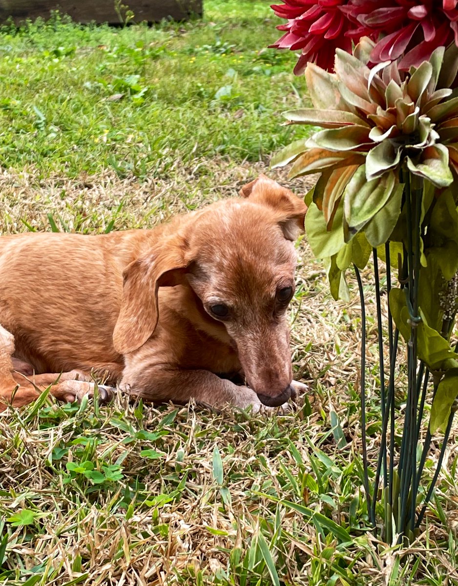 joshuarhicks's tweet image. Sleep now, our sweet prince. 🐾💔

Rest In Peace, Dexter (@DexDoxJax)
(October 31, 2010 - December 26, 2024)

Dexter crossed the 🌈 bridge at home on Thursday. Words can’t describe the grief we are feeling. He was our best friend. He’s at peace. Daddies love you, Dexy. Always. ❤️