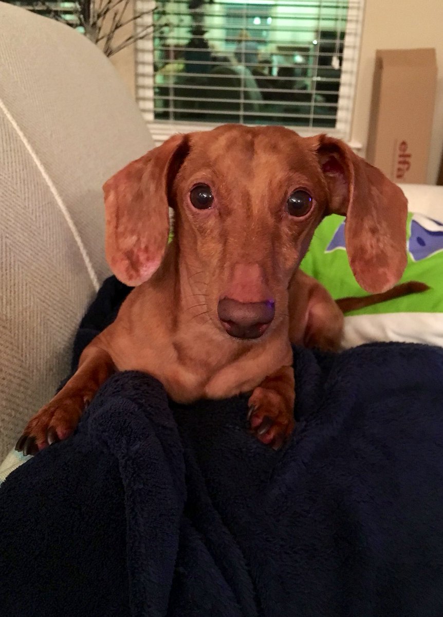 joshuarhicks's tweet image. Sleep now, our sweet prince. 🐾💔

Rest In Peace, Dexter (@DexDoxJax)
(October 31, 2010 - December 26, 2024)

Dexter crossed the 🌈 bridge at home on Thursday. Words can’t describe the grief we are feeling. He was our best friend. He’s at peace. Daddies love you, Dexy. Always. ❤️