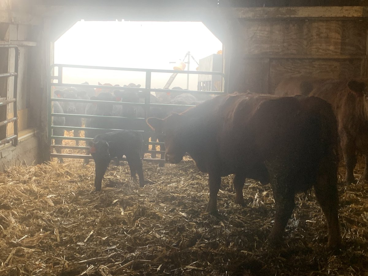 SammyHoeger's tweet photo. The 2025 calving season has commenced !!!!!!#usabeef https://t.co/Q41ztWIDkC