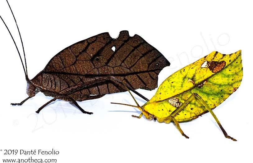 DanteFenolio's tweet image. Two very convincing leaf mimicing katydids from the Peruvian Amazon: The &quot;Peacock Katydid&quot; (Pterochroza ocellata) to the left and a yellow leaf mimic (Cycloptera sp.) to the right.