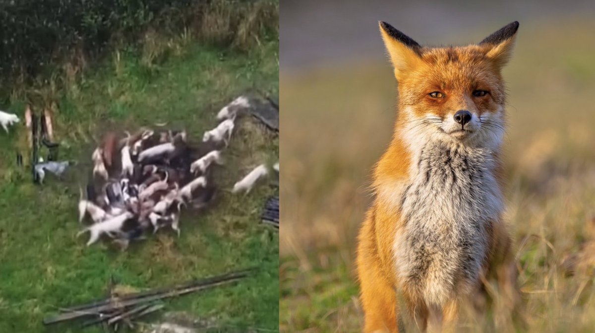 ProtectTheWild_'s tweet image. Our New Year's Resolution  

☑️ Expose fox hunting and end this sick pastime for good  

RT and follow @ProtectTheWild_ if you're with us! 🦊