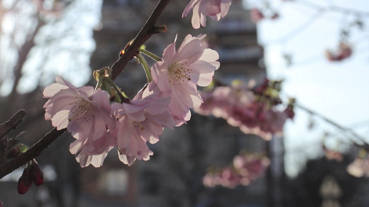 Pierre Ménard tweet media