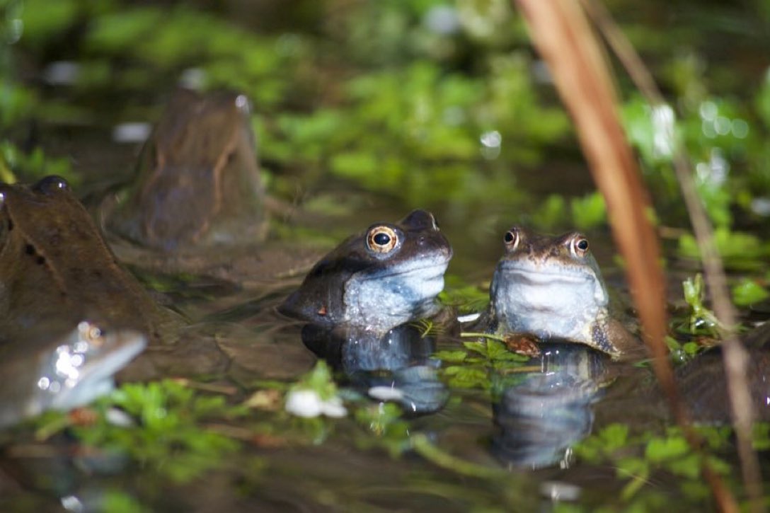 Habitats for frogs, toads &amp; newts are in decline: 50% of ponds were lost during the 20th century – &amp; of those that remain, 80% are in a poor state. So garden ponds are crucial for helping amphibians survive - &amp; they help all sorts of other wildlife too!
bit.ly/48Qej0n