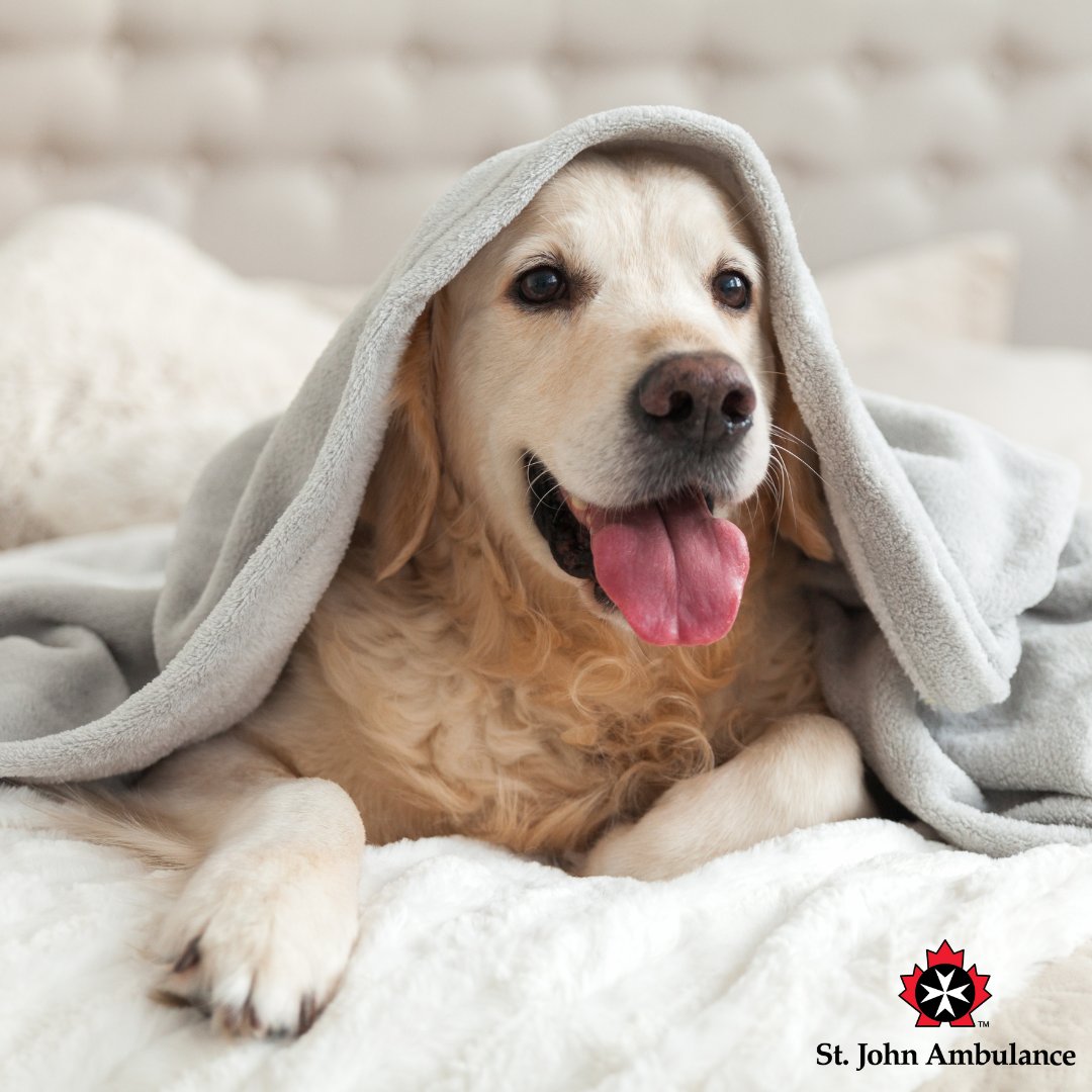 sja_mbntnu's tweet photo. With all the holiday cheer, don’t forget to keep your furry friends safe! From keeping ornaments out of paws' reach to making sure festive treats are pet-friendly, ensure that the season is safe for the entire family.
#therapydogs #therapydogprogram #therapydog #sja #stjohn https://t.co/lBRA1nzYKr