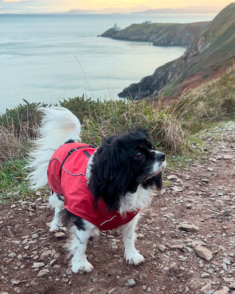 Enjoying the Christmas walks around Howth Cliffs #howth #dublin #hiddenhowth #dublincoastaltrail #ireland
