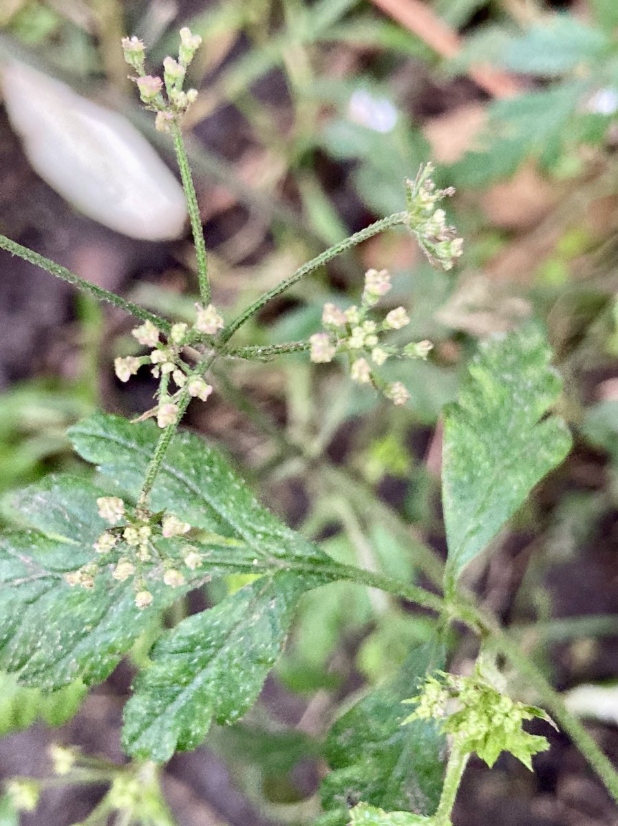 Steve Coates tweet media