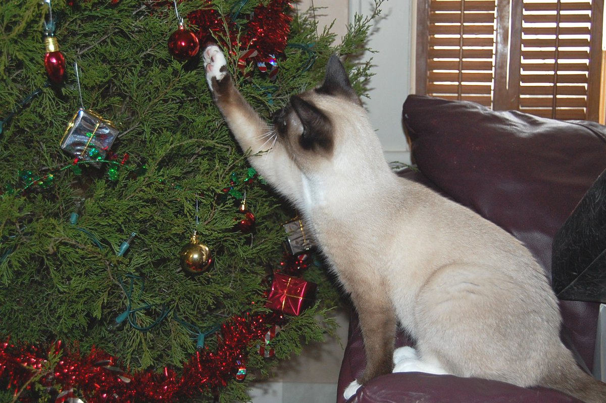 CassieJFox's tweet photo. #SiameseSunday #Memories December 2008 Trom's 1st Catmas. She was so bold as to bat an ornament as I took the pic. #Meezers #LoveYou #SiameseCats #SnowShoeSiamese #SoulCat #SouthernBelleFelines #MeowyCatmas #OTRB #Meowdel #WhitmireSC π β€ πΎ π #CatsOfX #MyDarling #BlueEyes https://t.co/ryV9IIVbfX