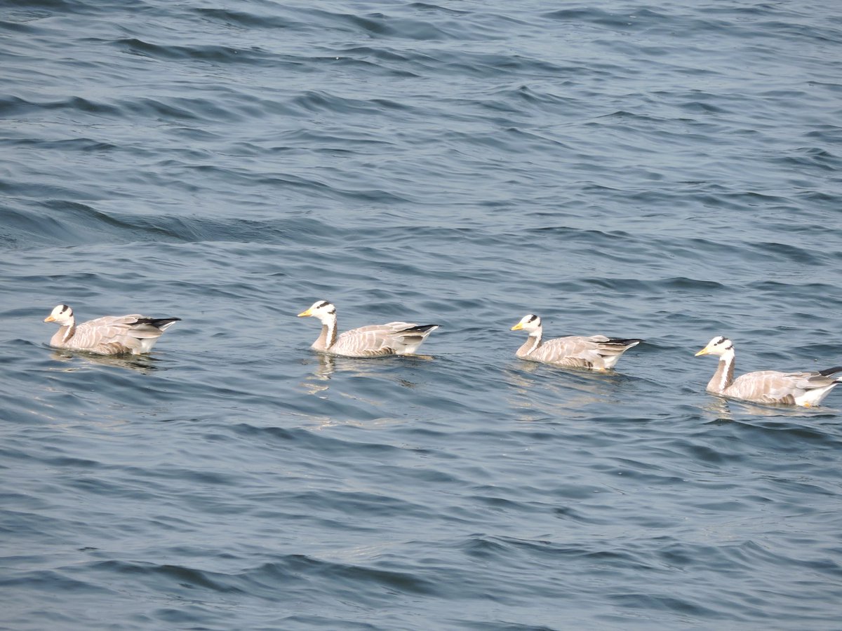 sharmisthachat3's tweet image. Guests from  thousand miles away- #Migratorybirds at a dam near Durgapur.