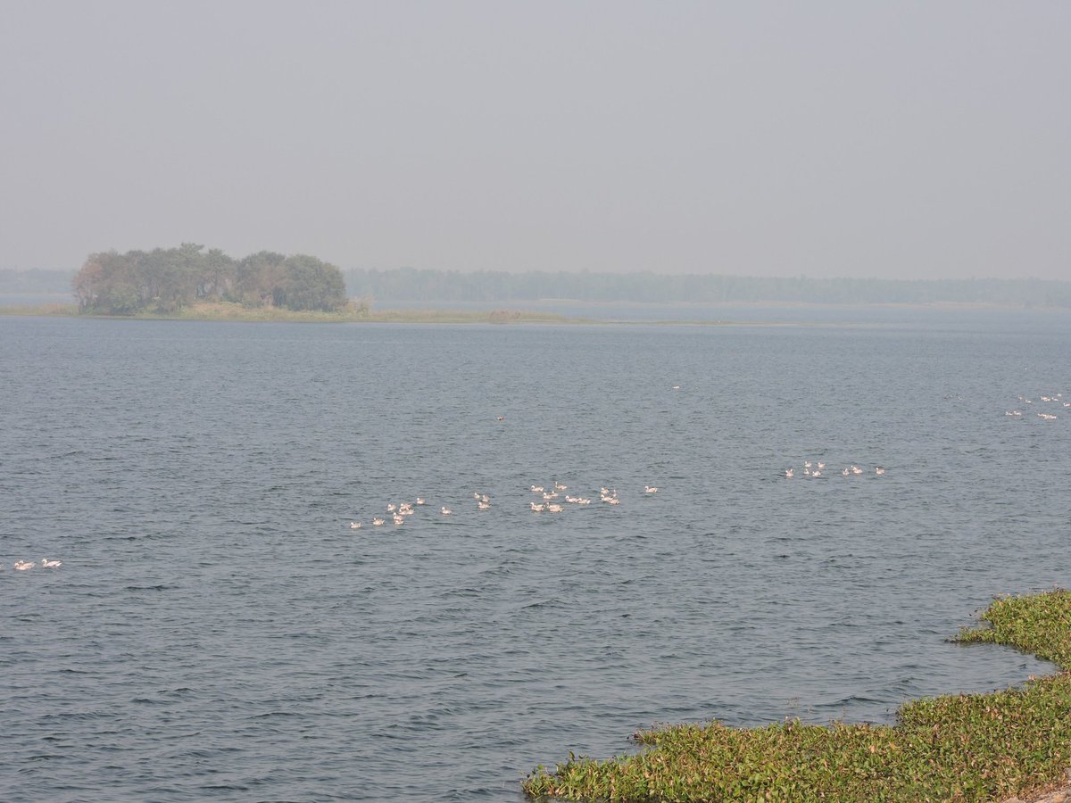 sharmisthachat3's tweet image. Guests from  thousand miles away- #Migratorybirds at a dam near Durgapur.