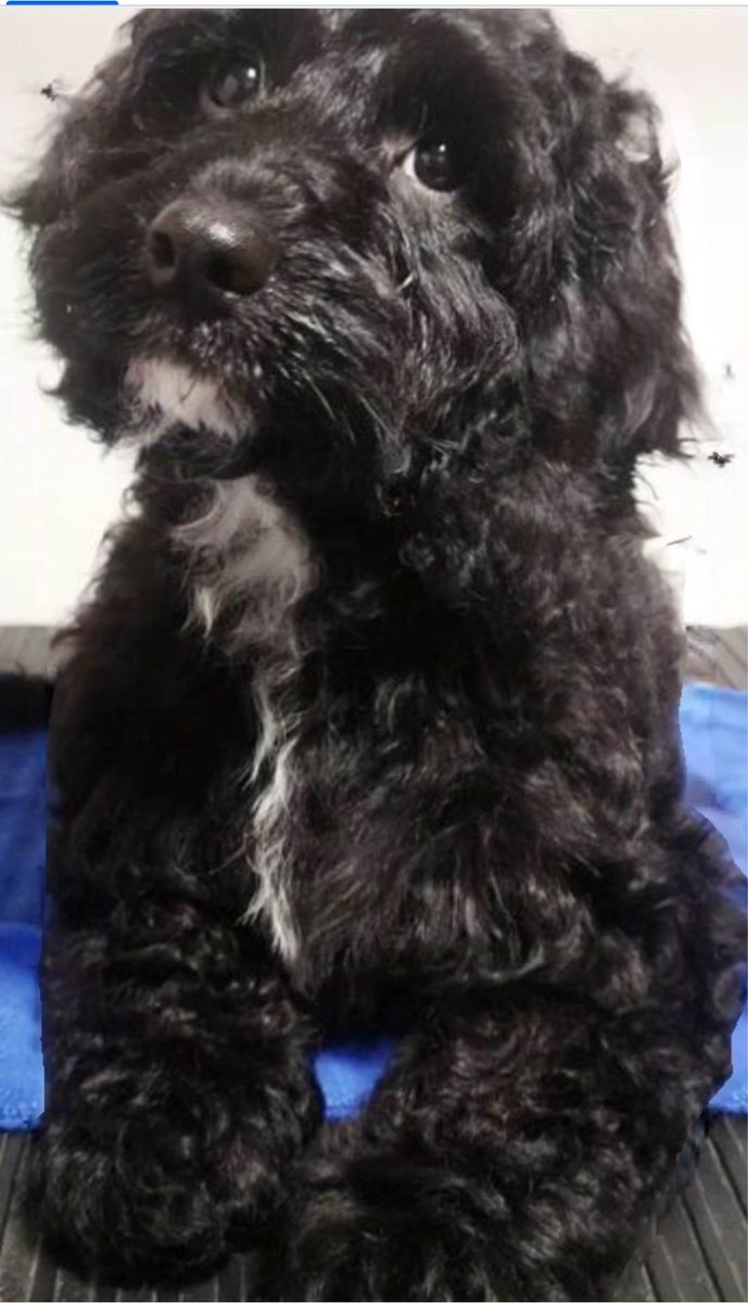 MissingPetsGB's tweet photo. WINNIE STILL #MISSING #stolendoghour 
Last seen Knights Road #Bearwood #BH11 25 March 2024

"I would love nothing more than to have my sweet girl home 🥹 absolutely heartbreaking 💔 
No sightings for a while now but please keep looking and keeping an eye." https://t.co/xuyccvOWpo