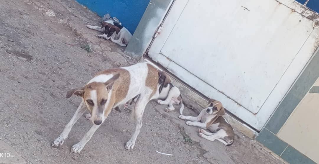 A64029345's tweet photo. Reportan está peludita con sus 3 cachorros machos en el Barrio Brisas del Mar Callejón Carabobo. La persona que reporta dice que alguien le hirió la patita a la mamá de los cachorros porque está cojeando. La peludita no tiene dueño y vive en la calle. Alguien que pueda ayudarla https://t.co/umpNFrAnFj