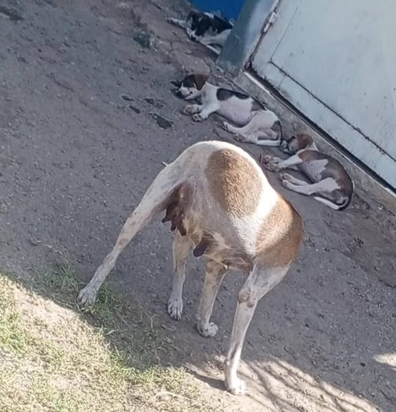 A64029345's tweet photo. Reportan está peludita con sus 3 cachorros machos en el Barrio Brisas del Mar Callejón Carabobo. La persona que reporta dice que alguien le hirió la patita a la mamá de los cachorros porque está cojeando. La peludita no tiene dueño y vive en la calle. Alguien que pueda ayudarla https://t.co/umpNFrAnFj