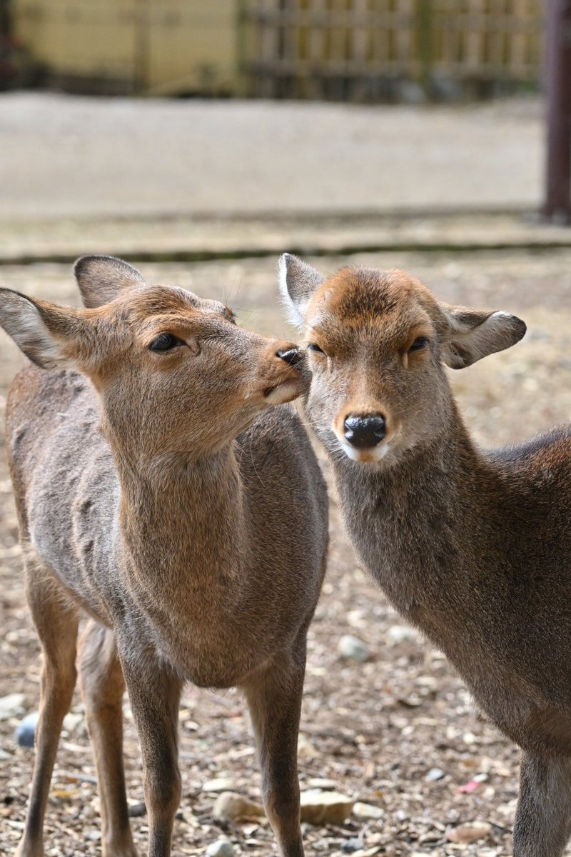 ncbutwDsL0UC6np's tweet photo. 奈良公園にお越しの方へお願い

奈良公園には沢山の鹿が暮らしてます。鹿はゴミを食べ物と間違って食べてしまいます。ゴミは消化されず胃に溜まり鹿の命を奪います。亡くなった鹿の3頭に2頭の胃からプラごみが出てきてます。

⚠️鹿の命を守る為ゴミの放置・ポイ捨てされませんようご協力お願い致します https://t.co/Fw2Yq8ABdf