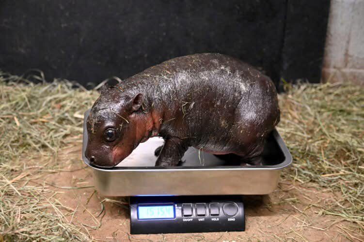 pebloescobarSEI's tweet photo. @CarsonYur Obviously $Poppy. Vote results coming out on 31st!
A baby hippo, the American Moo Deng, has just arrived! Letโs name her Poppy! ๐ฆโจ #PoppyPower https://t.co/MY9hz7yPib