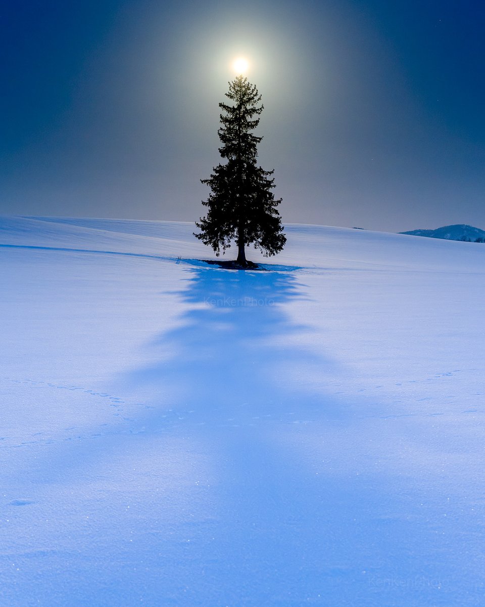 The moon turned the pine into a Christmas tree

[📸 KenKenPhoto]
[📍 Biei, Hokkaido, Japan]