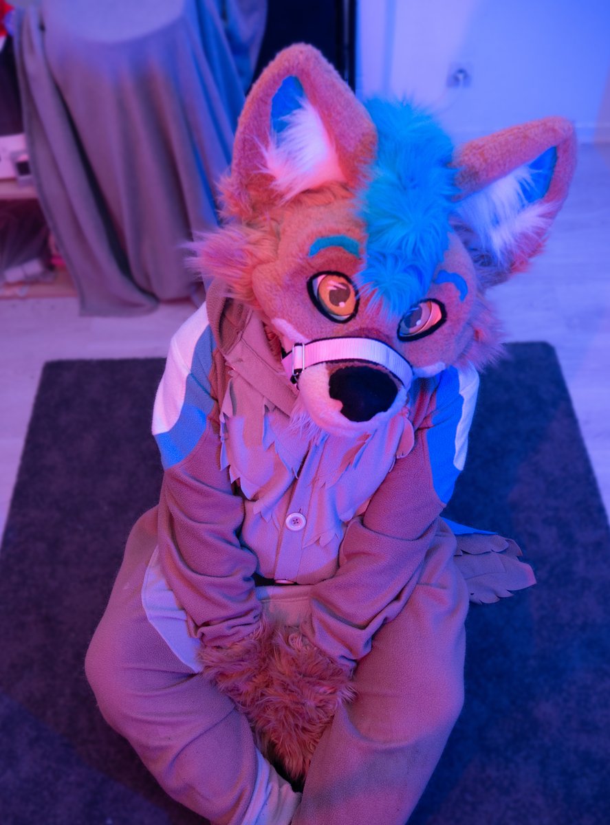 Just an innocent little jackal 😇💙
#Furry #FursuitFriday #Fursuit

🪡 @\ThunderhowlZaro