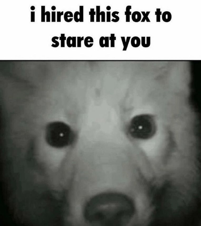TheFoxLife's tweet photo. https://t.co/0pfmQvwMqI