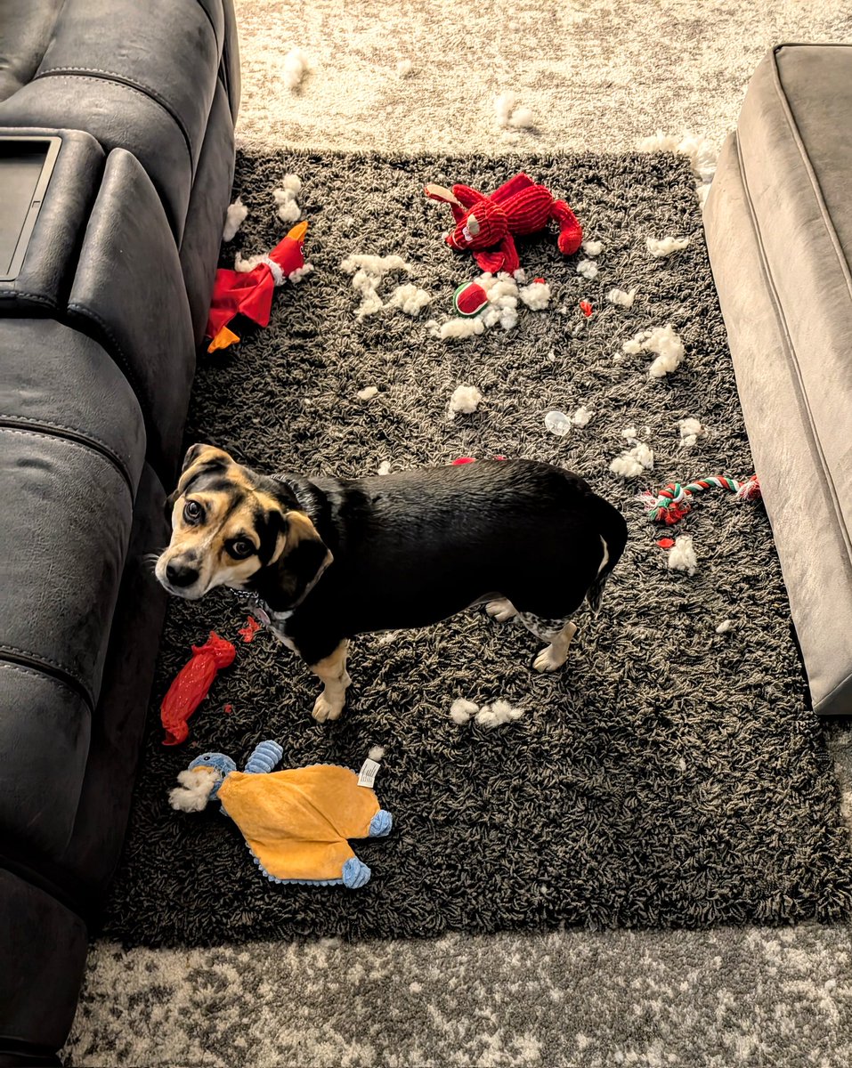 RhondaSchley's tweet photo. @percythebeagle @percythebeagle this what Santa left for me (after I desqueaked &amp; destuffed everything! Yep, it's what I do to every thing) 🎄 https://t.co/7DkeGdWHMd