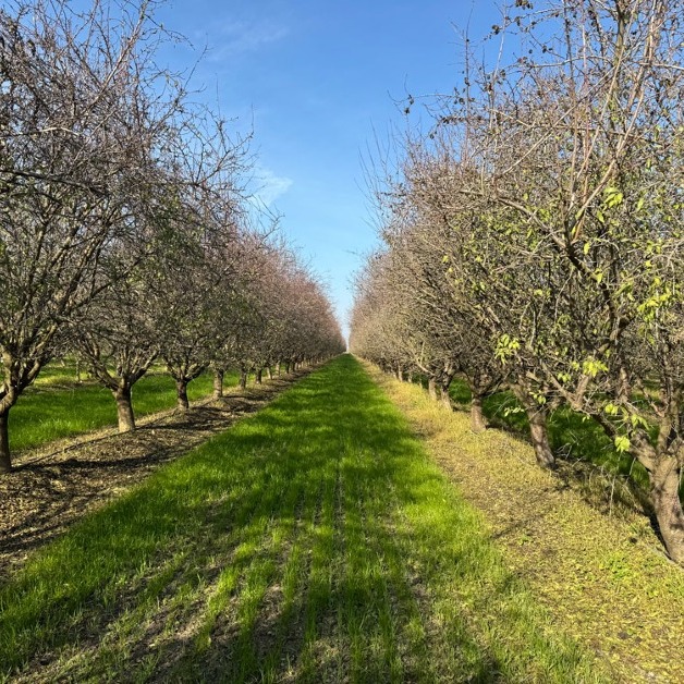 Ecogirdler's tweet photo. As 2024 wraps up, I’m grateful for the partnerships that have advanced regenerative practices and healthier soils this year.

Here’s a thriving CA almond orchard with cover crops from our partners at @GreenCoverSeed. Collaboration at its best! #RegenerativeAgriculture https://t.co/kurEOrzy59