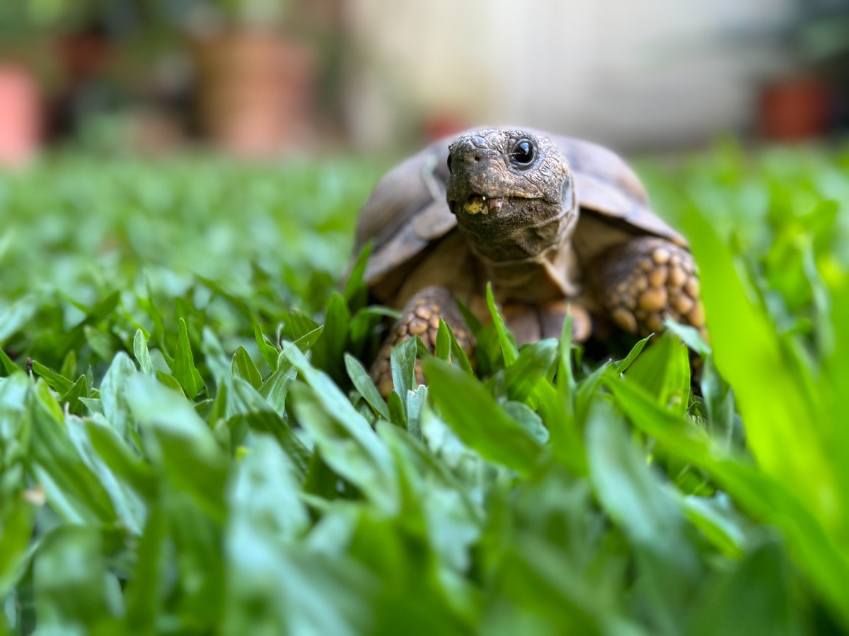 pesotolp's tweet photo. ¿Conocen gente que tiene o que tuvo tortugas terrestres argentinas? 🤔🐢 https://t.co/cArdgVc1TU