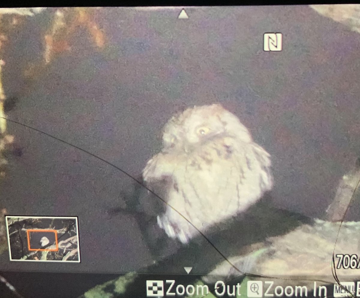 What amazing couple of days in December in Kent for birding. First the Yellow Warbler and then this Scops Owl this evening in Broadstairs. A few hundred people connected after a short wait and to me, all were well behaved. Once everyone had seen it, torches were switched off.