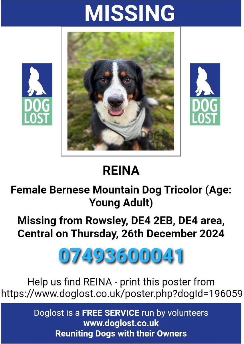 🐕#missing REINA escaped &amp; was hit by a car in Rowsley #Derbyshire #DE4 on 26 December 2024. She was spotted nr Haddon Hall running towards Bakewell. It seems she's heading home. Reina is a small Bernese mountain dog, microchipped. Please don't chase if seen, just call owner asap