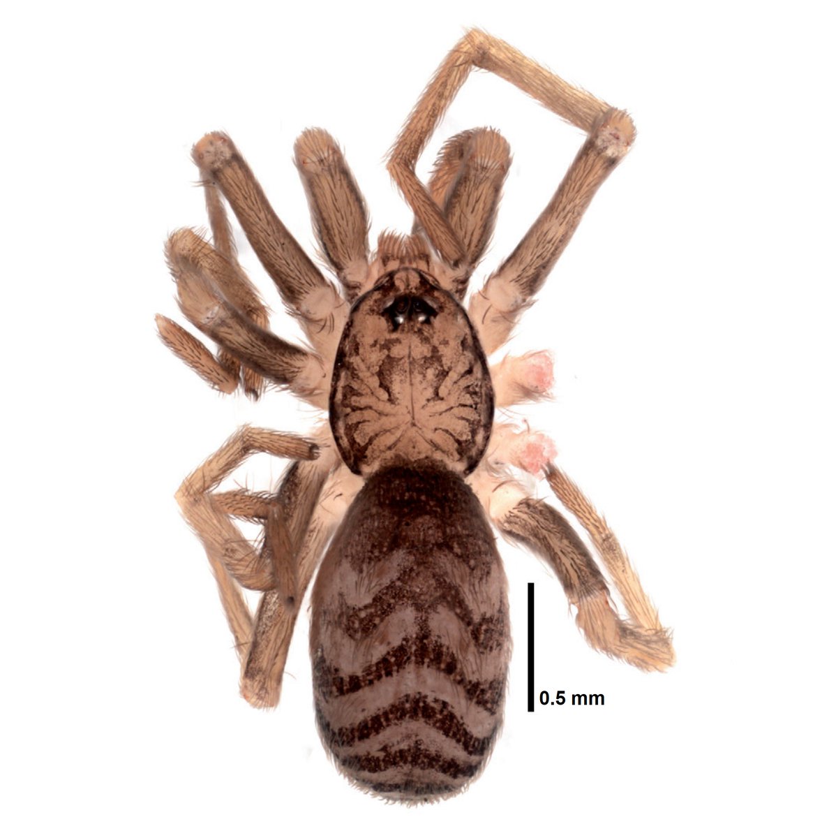 Dr. Ivan Magalhaes 🕷️ tweet media