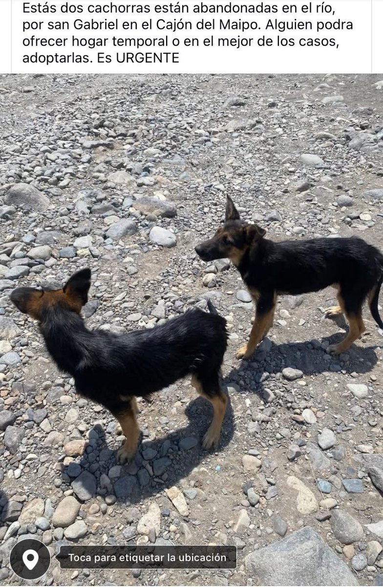 Sayenh_h's tweet photo. Urgente, están abandonadas en medio de la nada en el Cajón del Maipo. @carolinapinoc @infoanimalchile @PerrosPlazaHuem @PerrosPerdidos https://t.co/bOs5hKRjCI