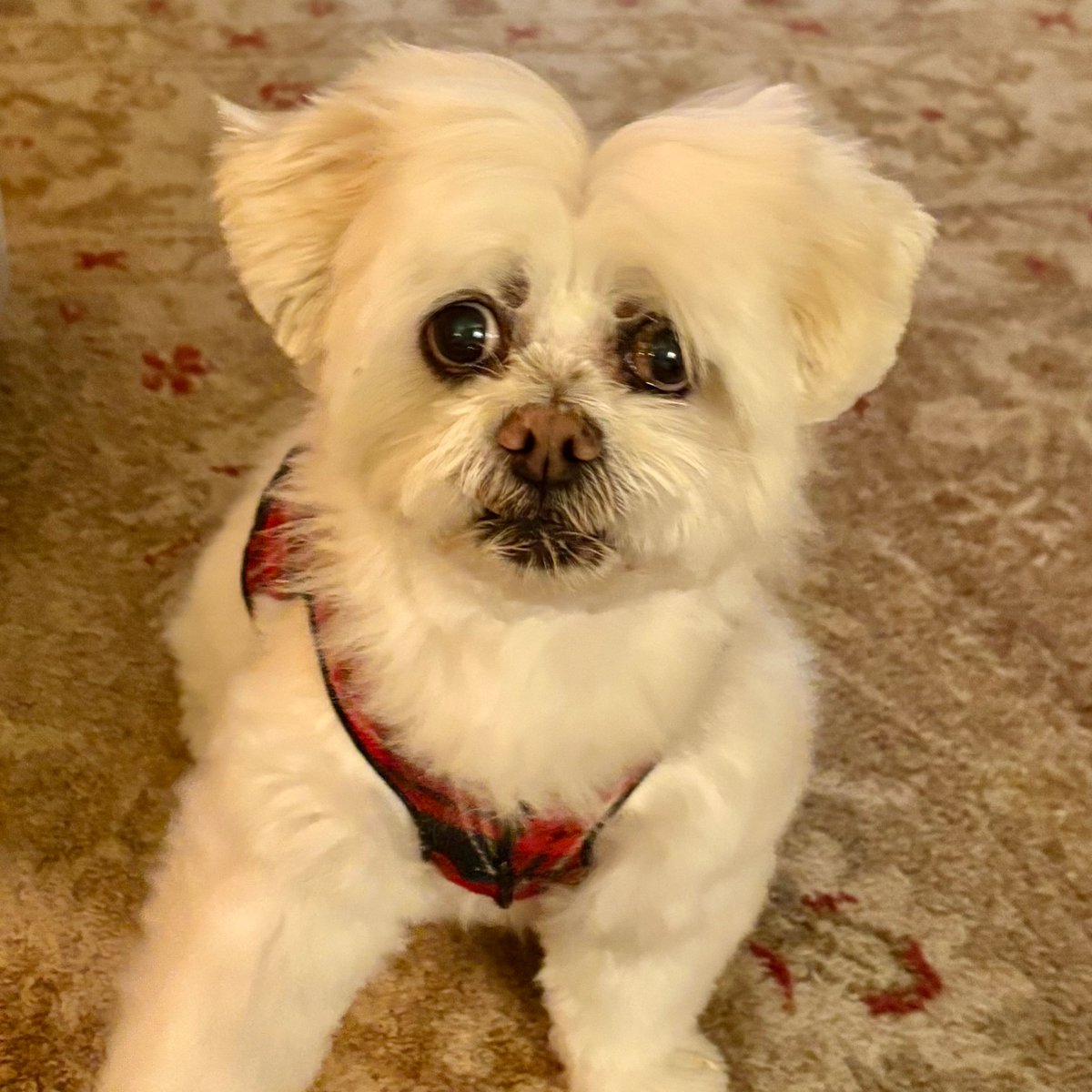 Cynthia Yoder - Author (@cynthiastweets) on Twitter photo Maggie Moo hopes you are having a good holiday week. She’s getting lots of extra treats but always wants more 🙃🐾🎄
#Christmas2024 
#dogsoftwitter Maggie Moo hopes you are having a good holiday week. She’s getting lots of extra treats but always wants more 🙃🐾🎄
#Christmas2024 
#dogsoftwitter