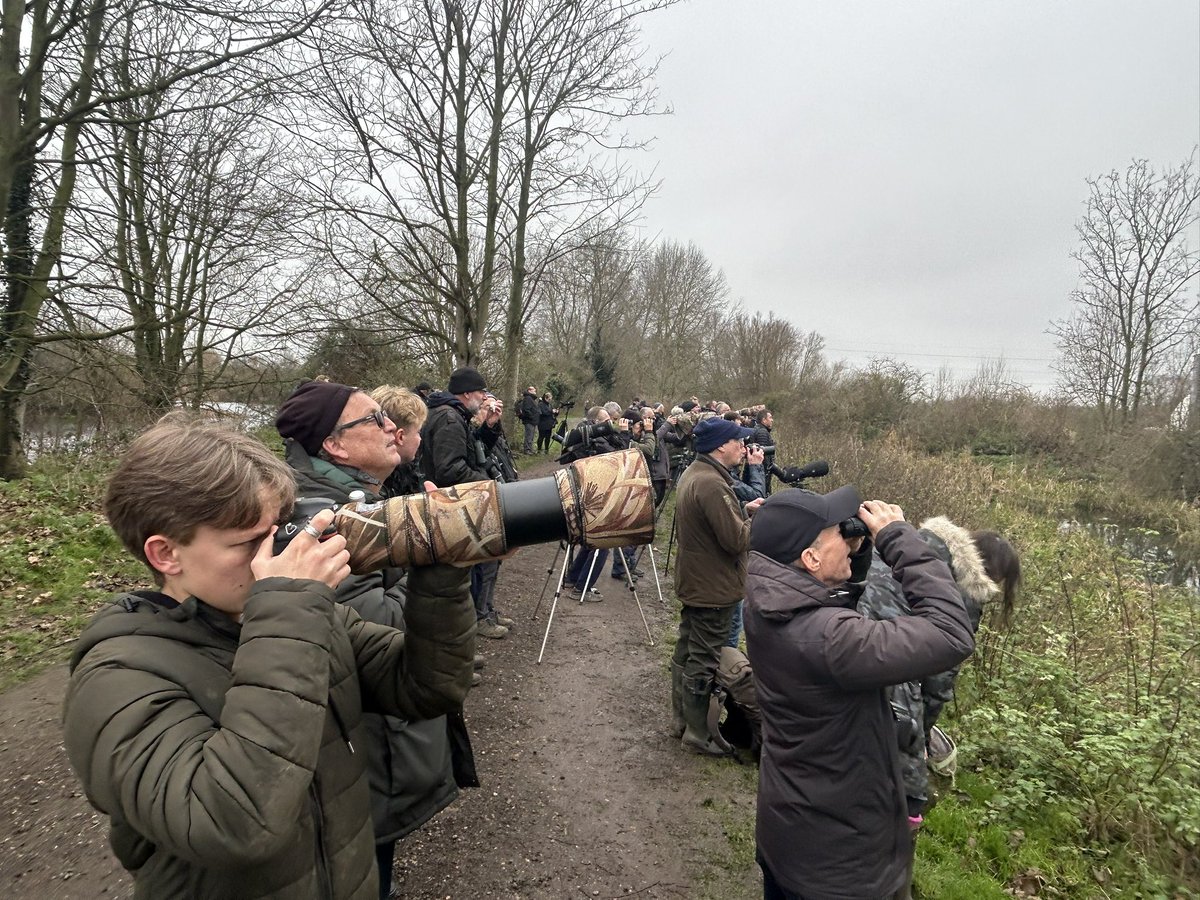 TomBell08374571's tweet photo. After trying on Christmas morning for few hours and not seeing it went back on Boxing Day to twitch the American Yellow Warbler at Leybourne Lakes Country Park in New Hythe Kent arrived at 1pm showed none stop in alder trees until 3pm 26th Dec 2024 #yellowwarbler #kent #birding https://t.co/5QDTaMm2pp