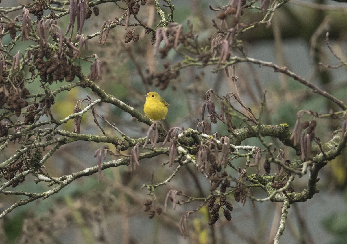 TomBell08374571's tweet photo. After trying on Christmas morning for few hours and not seeing it went back on Boxing Day to twitch the American Yellow Warbler at Leybourne Lakes Country Park in New Hythe Kent arrived at 1pm showed none stop in alder trees until 3pm 26th Dec 2024 #yellowwarbler #kent #birding https://t.co/5QDTaMm2pp