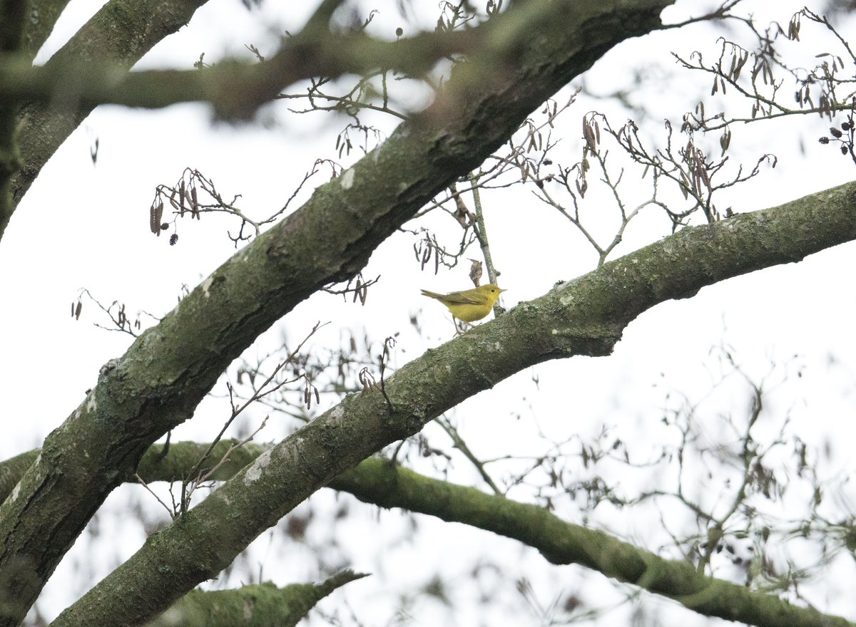TomBell08374571's tweet photo. After trying on Christmas morning for few hours and not seeing it went back on Boxing Day to twitch the American Yellow Warbler at Leybourne Lakes Country Park in New Hythe Kent arrived at 1pm showed none stop in alder trees until 3pm 26th Dec 2024 #yellowwarbler #kent #birding https://t.co/5QDTaMm2pp