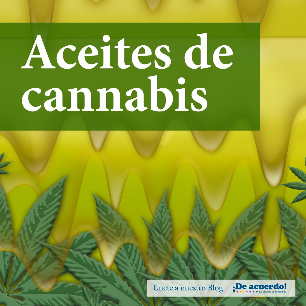 LATU_uy's tweet photo. Cada vez son más las variedades de aceite de cannabis disponibles en el mercado. ¿Qué los diferencia? ¿Cuál es el mejor? Conocé la respuesta en este artículo de la revista ¡De Acuerdo!. 
https://t.co/8sxW5Hs44Z https://t.co/ZjoMyk1tPo