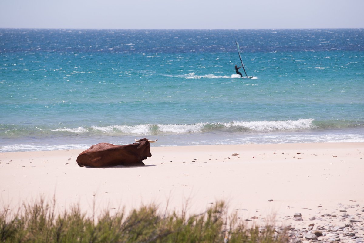 ¡Del 1 al 10! ¿Qué puntuación le dais a esta foto por todo lo que transmite y la singularidad que muestra a la vez? A la de una, a la de dos ¡y a la de tres! La vaca Paquita os desea un nuevo año 2025 muuuuuuuuuuuuuuuuuuuuuuuu bueno. ¡Con salud a rebosar! Lo demás ya nos lo